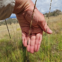 Sporobolus creber (Slender Rat's Tail Grass) at Hawker, ACT - 11 Jan 2025 by sangio7