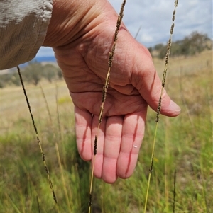 Sporobolus creber (Slender Rat's Tail Grass) at Hawker, ACT by sangio7