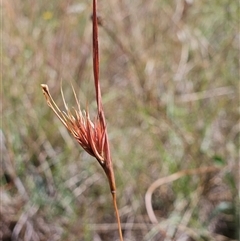 Themeda triandra (Kangaroo Grass) at Hawker, ACT - 11 Jan 2025 by sangio7