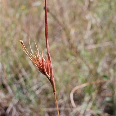 Themeda triandra (Kangaroo Grass) at Hawker, ACT - 10 Jan 2025 by sangio7