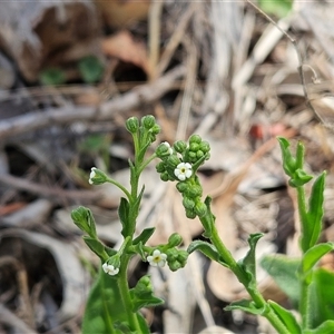 Hackelia suaveolens (Sweet Hounds Tongue) at Belconnen, ACT by sangio7