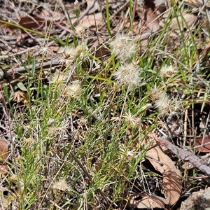 Vittadinia muelleri (Narrow-leafed New Holland Daisy) at Hawker, ACT by sangio7