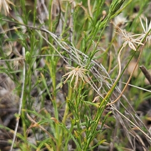 Vittadinia muelleri at Hawker, ACT - 11 Jan 2025 11:20 AM