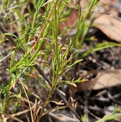 Vittadinia muelleri at Hawker, ACT - 11 Jan 2025