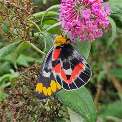 Delias harpalyce (Imperial Jezebel) at Braidwood, NSW - 11 Jan 2025 by MatthewFrawley