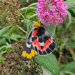 Delias harpalyce (Imperial Jezebel) at Braidwood, NSW by MatthewFrawley