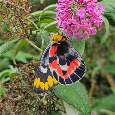 Delias harpalyce (Imperial Jezebel) at Braidwood, NSW - 11 Jan 2025 by MatthewFrawley