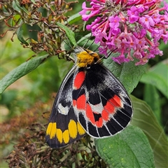 Delias harpalyce at Braidwood, NSW - 11 Jan 2025 12:26 PM