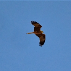 Milvus migrans (Black Kite) at Coober Pedy, SA - 5 Jun 2022 by AlisonMilton