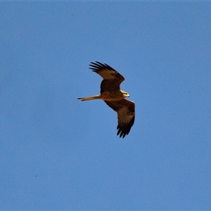 Milvus migrans (Black Kite) at Coober Pedy, SA by AlisonMilton