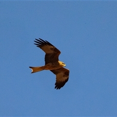 Milvus migrans at Coober Pedy, SA - 5 Jun 2022 03:12 PM