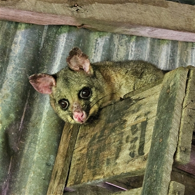 Trichosurus vulpecula (Common Brushtail Possum) at Braidwood, NSW - 11 Jan 2025 by MatthewFrawley