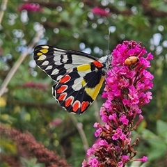 Delias aganippe (Spotted Jezebel) at Braidwood, NSW - 11 Jan 2025 by MatthewFrawley