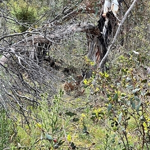 Notamacropus rufogriseus (Red-necked Wallaby) at Rendezvous Creek, ACT by JimL