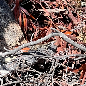 Eulamprus heatwolei (Yellow-bellied Water Skink) at Rendezvous Creek, ACT by JimL