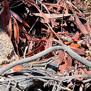 Eulamprus heatwolei at Rendezvous Creek, ACT - suppressed