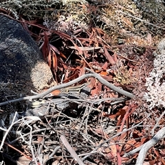 Eulamprus heatwolei at Rendezvous Creek, ACT - suppressed