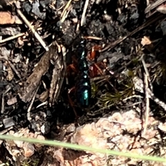 Diamma bicolor (Blue ant, Bluebottle ant) at Rendezvous Creek, ACT - 11 Jan 2025 by JimL