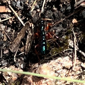 Diamma bicolor at Rendezvous Creek, ACT - 11 Jan 2025 12:13 PM