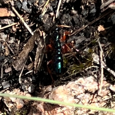 Diamma bicolor (Blue ant, Bluebottle ant) at Rendezvous Creek, ACT - 11 Jan 2025 by JimL