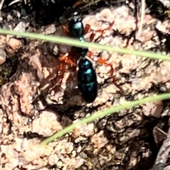 Diamma bicolor at Rendezvous Creek, ACT - 11 Jan 2025 12:13 PM