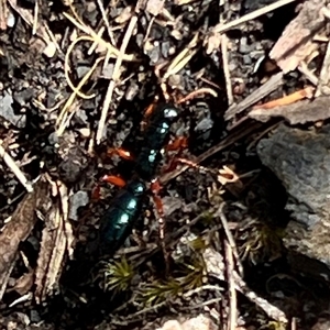 Diamma bicolor at Rendezvous Creek, ACT - 11 Jan 2025 12:13 PM