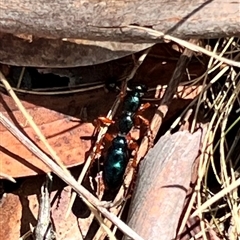 Diamma bicolor at Rendezvous Creek, ACT - 11 Jan 2025 12:13 PM