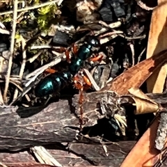 Diamma bicolor at Rendezvous Creek, ACT - 11 Jan 2025 12:13 PM