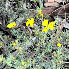 Hibbertia obtusifolia (Grey Guinea-flower) at Rendezvous Creek, ACT - 10 Jan 2025 by JimL