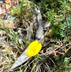 Gompholobium huegelii (pale wedge–pea) at Rendezvous Creek, ACT - 11 Jan 2025 by JimL