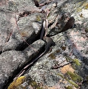 Egernia cunninghami (Cunningham's Skink) at Rendezvous Creek, ACT by JimL