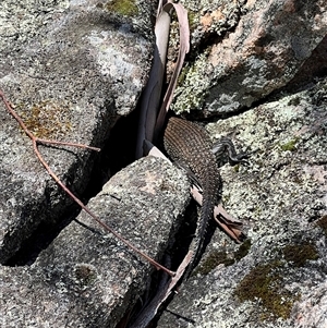 Egernia cunninghami at Rendezvous Creek, ACT - suppressed
