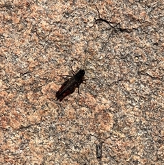 Phaulacridium vittatum (Wingless Grasshopper) at Rendezvous Creek, ACT - 11 Jan 2025 by JimL