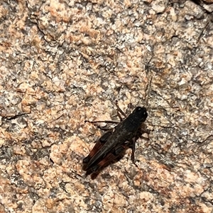 Phaulacridium vittatum at Rendezvous Creek, ACT - 11 Jan 2025