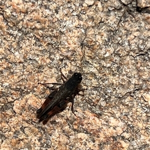 Phaulacridium vittatum at Rendezvous Creek, ACT - 11 Jan 2025 12:17 PM