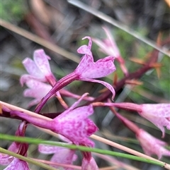 Dipodium roseum (Rosy Hyacinth Orchid) at Rendezvous Creek, ACT - 10 Jan 2025 by JimL