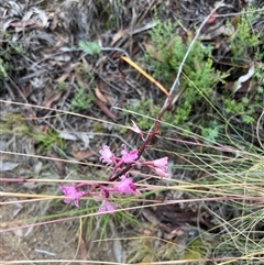 Dipodium roseum at Rendezvous Creek, ACT - suppressed