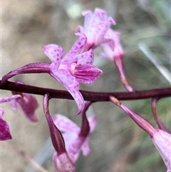 Dipodium roseum at Rendezvous Creek, ACT - suppressed