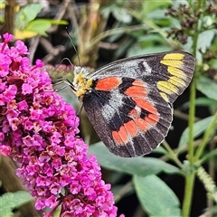 Delias harpalyce (Imperial Jezebel) at Braidwood, NSW - 11 Jan 2025 by MatthewFrawley