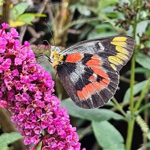 Delias harpalyce (Imperial Jezebel) at Braidwood, NSW by MatthewFrawley