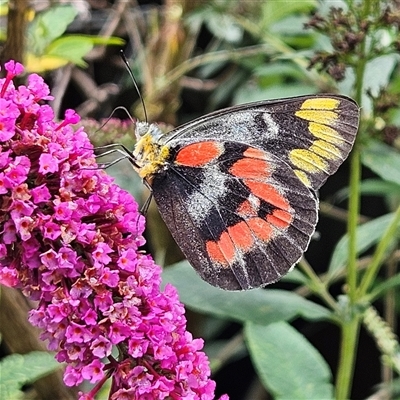 Delias harpalyce (Imperial Jezebel) at Braidwood, NSW - 11 Jan 2025 by MatthewFrawley