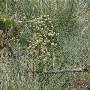 Aciphylla simplicifolia (Mountain Aciphyll) at Bimberi, NSW by RAllen