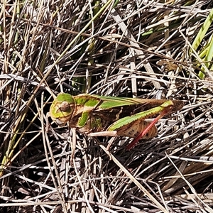 Gastrimargus musicus (Yellow-winged Locust or Grasshopper) at Hawker, ACT by sangio7