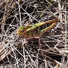 Gastrimargus musicus at Hawker, ACT - 11 Jan 2025 11:16 AM