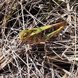 Gastrimargus musicus at Hawker, ACT - 11 Jan 2025 11:16 AM