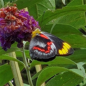 Delias nigrina (Black Jezebel) at Braidwood, NSW by MatthewFrawley