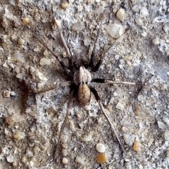 Argoctenus sp. (genus) at Florey, ACT - 2 Dec 2024 by KorinneM