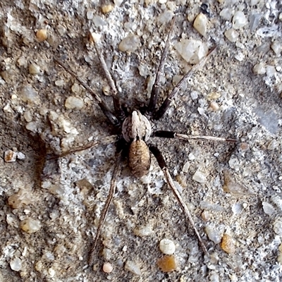 Argoctenus sp. (genus) at Florey, ACT - 2 Dec 2024 by KorinneM