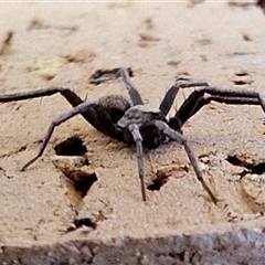 Argoctenus sp. (genus) at Florey, ACT - suppressed