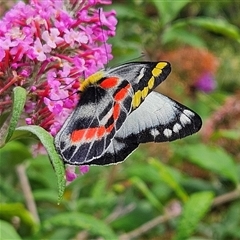 Delias harpalyce (Imperial Jezebel) at Braidwood, NSW - 11 Jan 2025 by MatthewFrawley